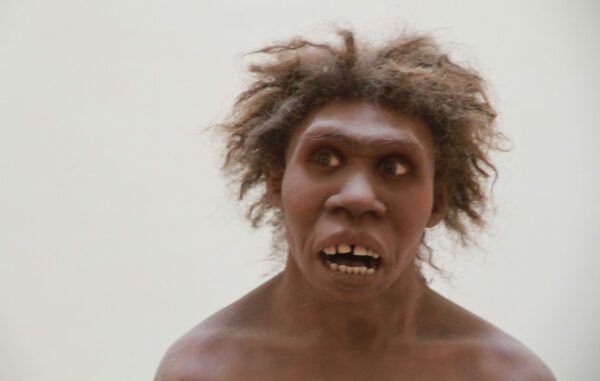 06. homo ergaster.jpg